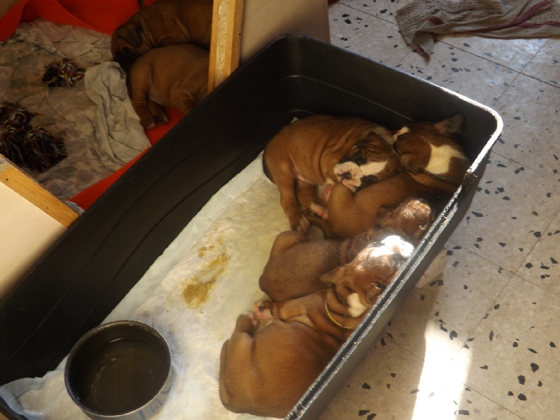 2013 Premiers bébés les I